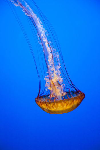 Close-up of jellyfish in blue water