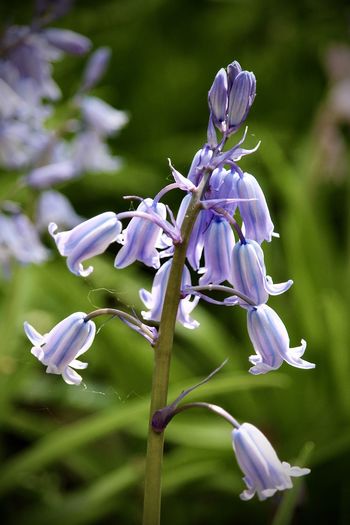 Close-up of purple flowering plant on field