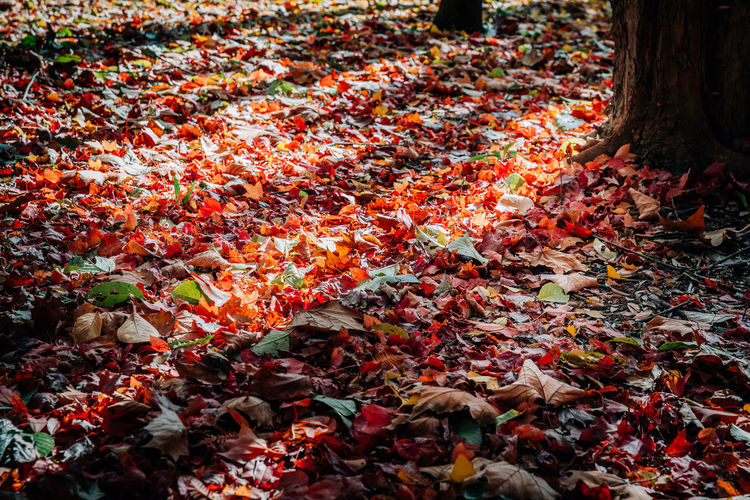 Close-up of maple leaves fallen on field during autumn