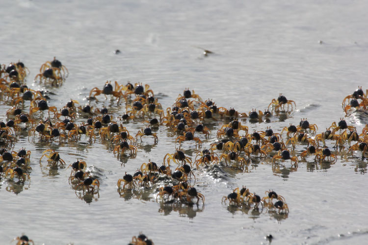 Flock of birds swimming in lake