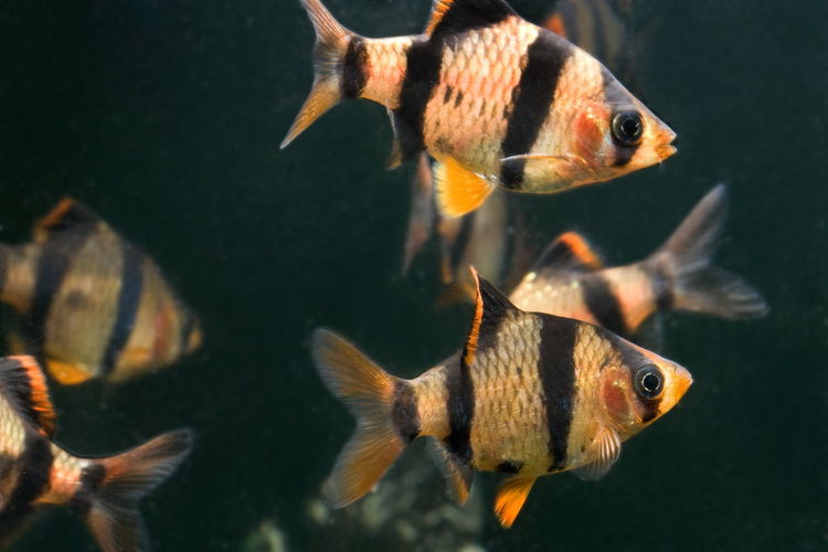 Aquarium fish capoeta tetrazona in group.