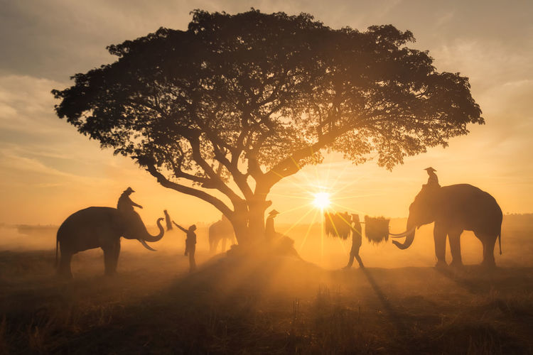 Tree amidst silhouette men and elephants against orange sky