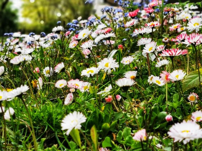 Close-up of white daisy flowers on field