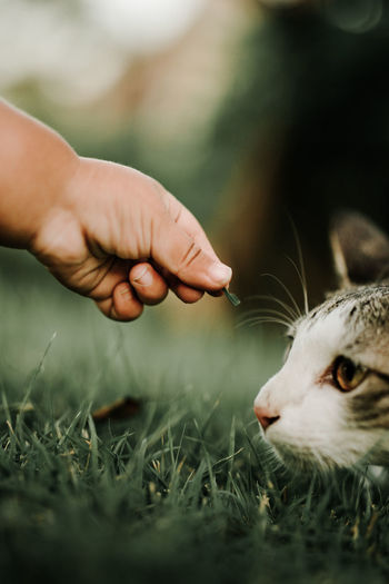 Close-up of hand holding grass
