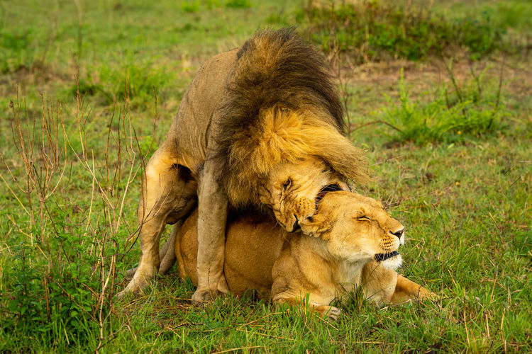 Lion bites neck of female while mating