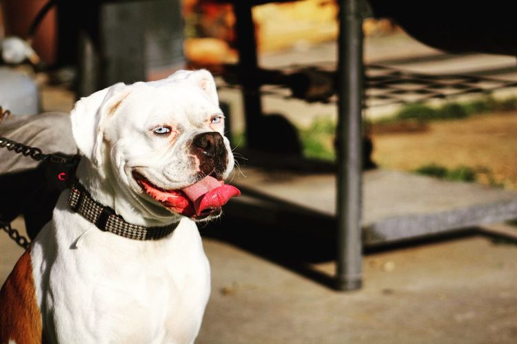 High angle view of american bulldog sticking out tongue