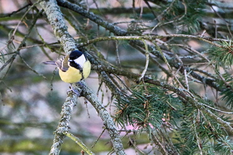 Close-up of bird perching on tree during winter