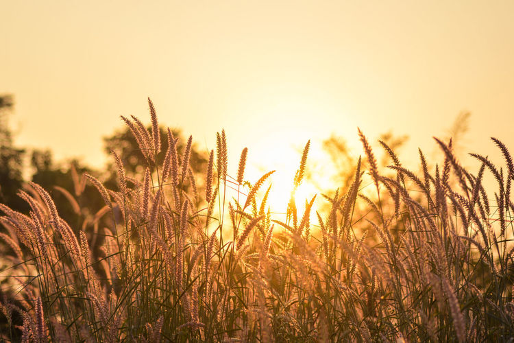Close-up of stalks in field against sunset sky