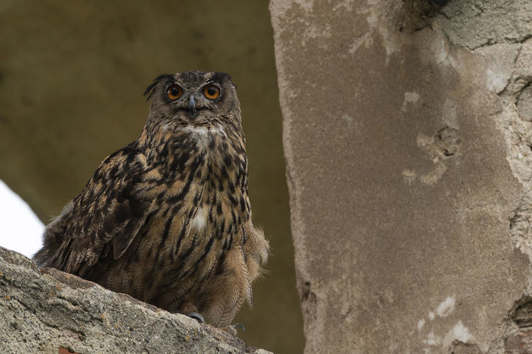 Portrait of owl perching on rock