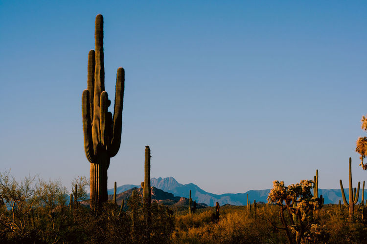 Cactus growing in the desert