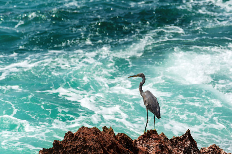 Bird perching on rock in sea