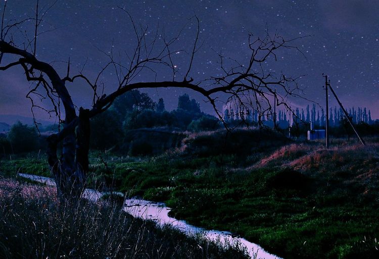 Silhouette trees on landscape against sky at night