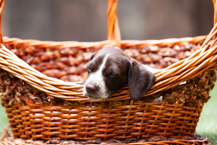 Little puppy of the french pointing dog breed sleeping in a basket under the sun