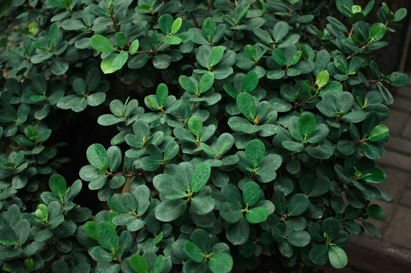 Crassula ovata jade succulent, jade plant, friendship tree, happy plant, or money tree.
