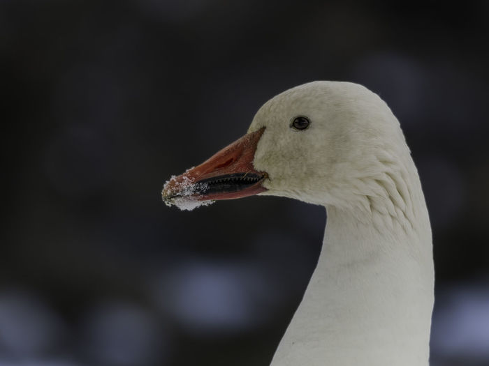 Close-up of a bird