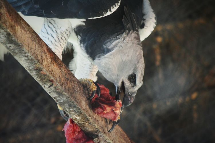 Low angle view of bird eating prey