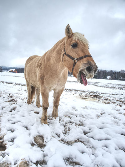 White muddy pony or horse standing looking at frosty winter field.