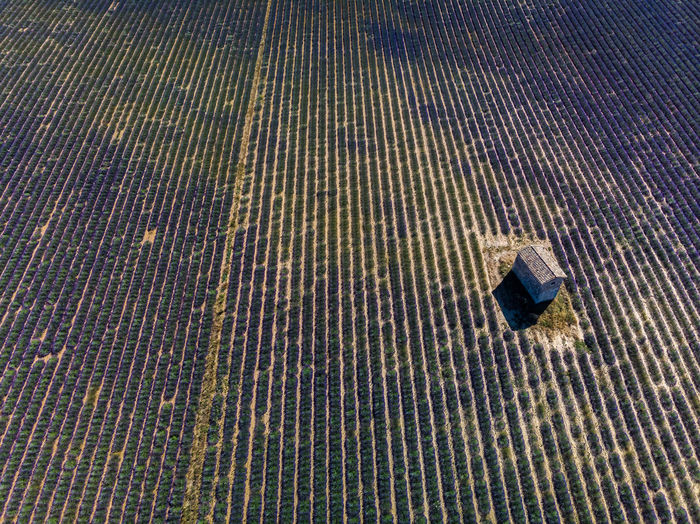 Full frame shot of lavender field from above