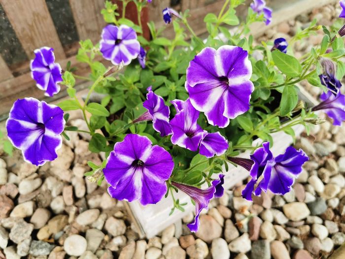 Close-up of purple flowering plants