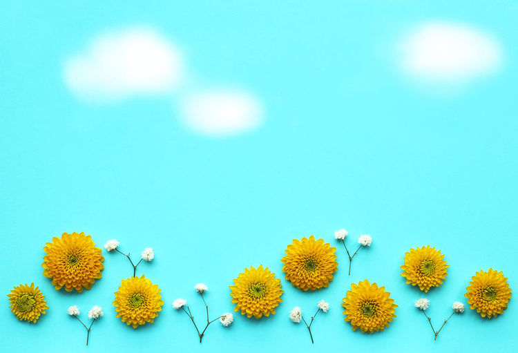 Close-up of yellow flowering plants against blue background