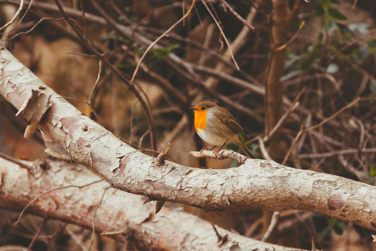 Low angle view of robin perching on tree