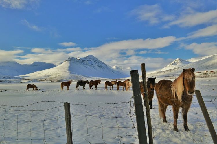 Horses standing on snow covered field against sky