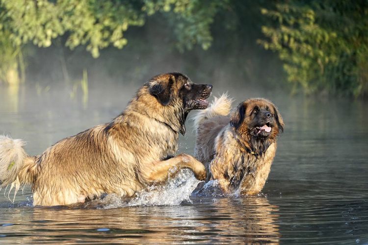 Two dogs in a lake