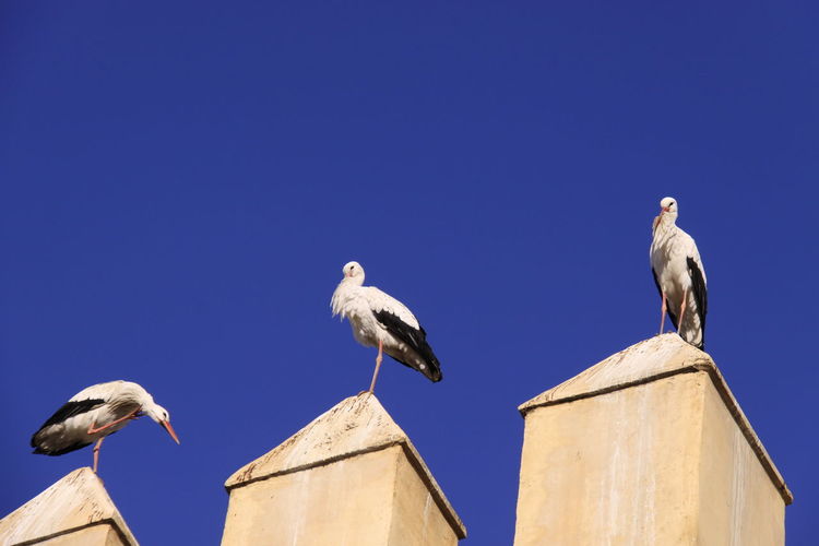 Low angle view of herons perching against a deep blue sky.