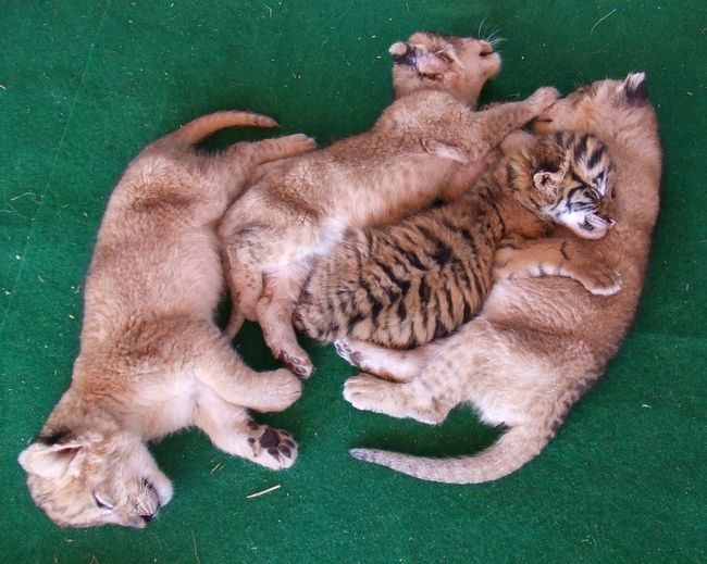 Directly above shot of cubs sleeping on rug at zoo
