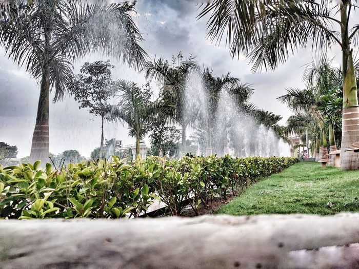 Scenic view of palm trees against sky