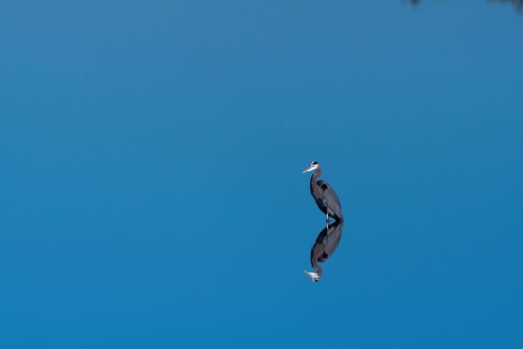 Bird flying in the sky
