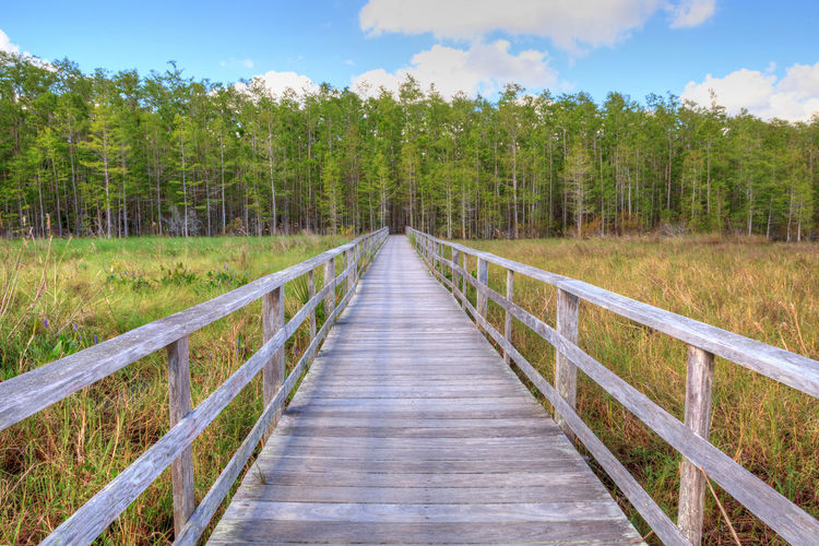 Boardwalk path at corkscrew swamp sanctuary in naples, florida leads to a thick wall of pond cypress