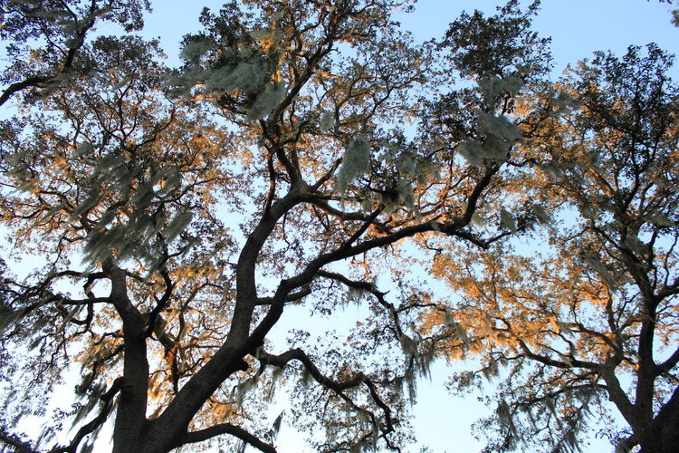 Low angle view of trees against sky