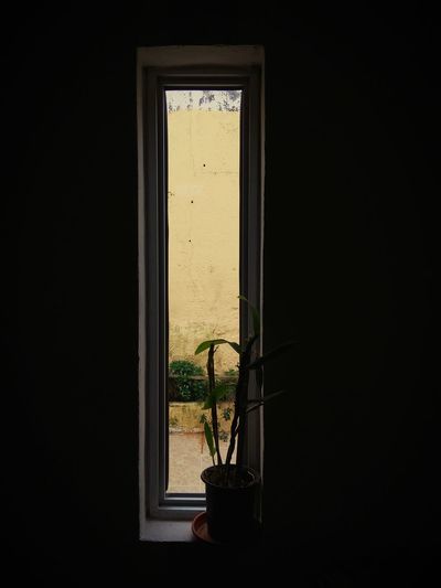 Potted plant on window