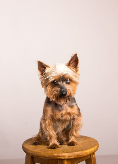 Portrait of dog sitting against white background