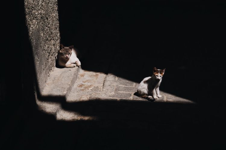 Cat sitting on floor against strong shadows