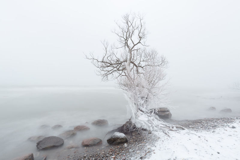 Froze n bare tree on snow covered beach against clear sky