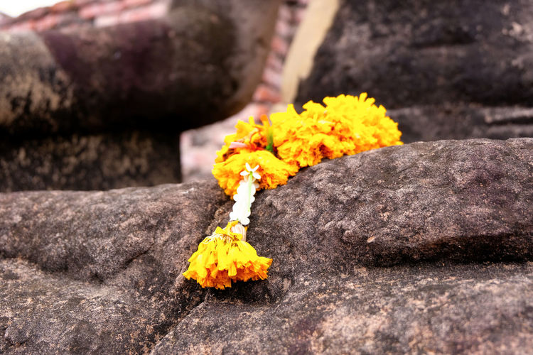 Close-up of yellow flower on rock