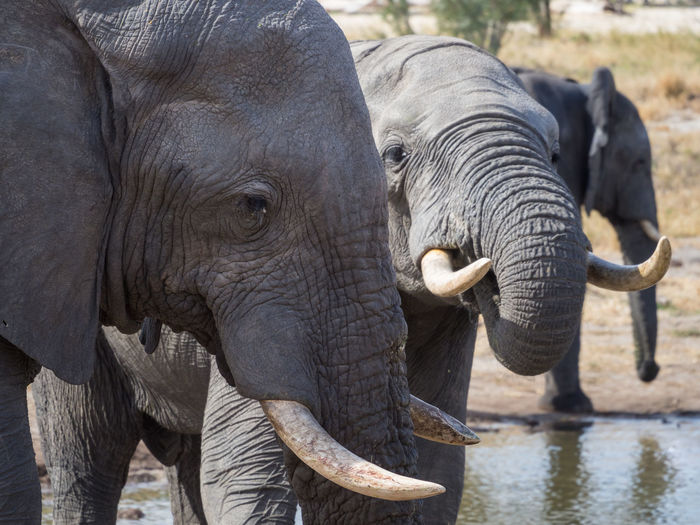 Close-up of african elephants drinking, botswana, africa