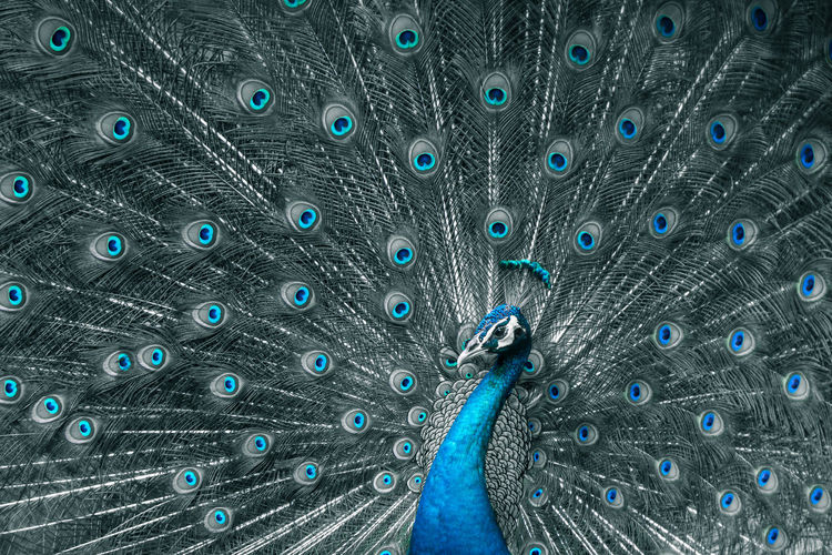 Close-up of peacock