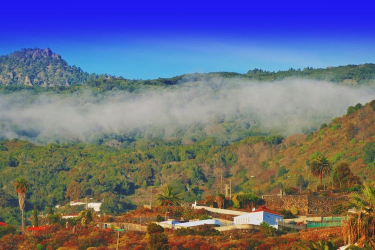 High angle view of trees on mountain