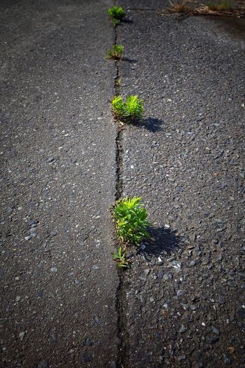 Close-up of plant on road
