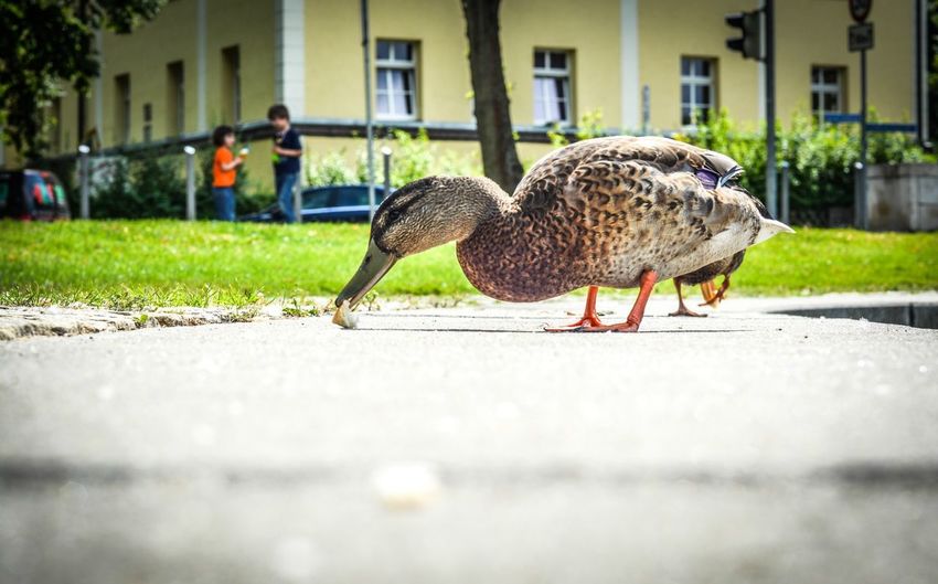 Ducks in a city
