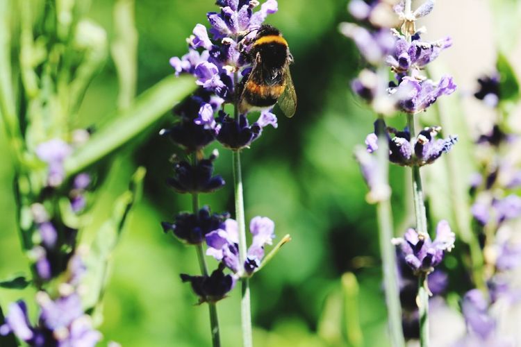 Bee pollinating on purple flower