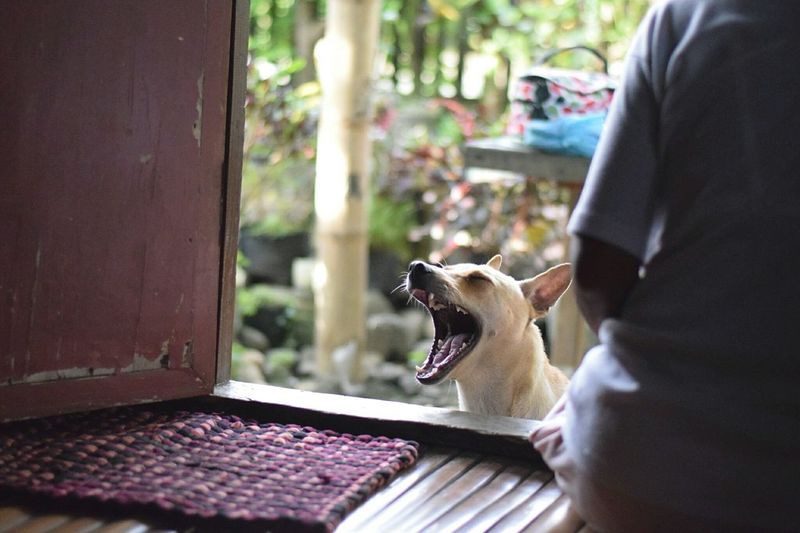 View of dog yawning
