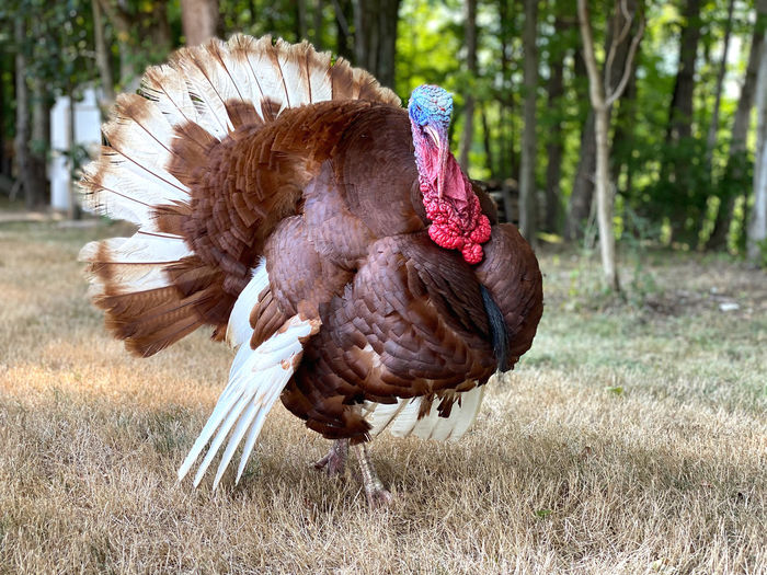 Turkey from side view