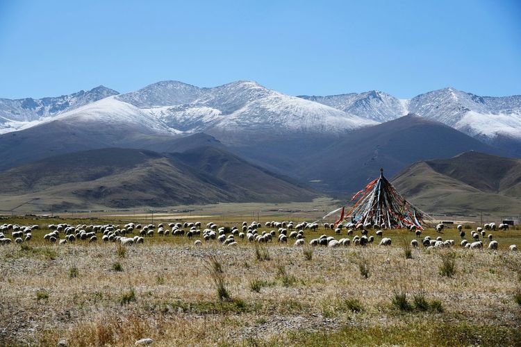 Flock of sheep grazing on grassy field by snowcapped mountains at qinghai