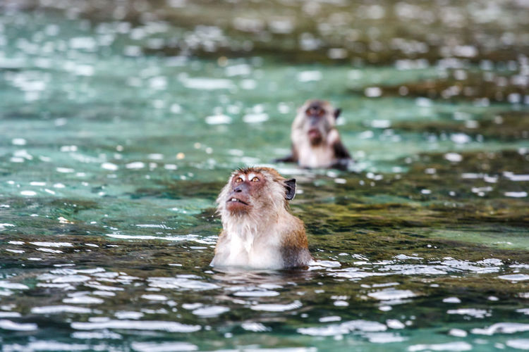 Monkeys in water