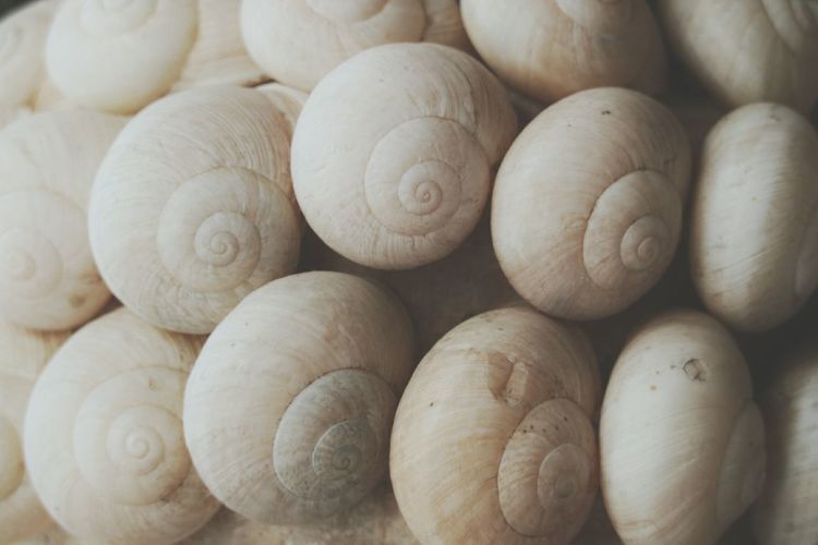 Full frame shot of snail shells