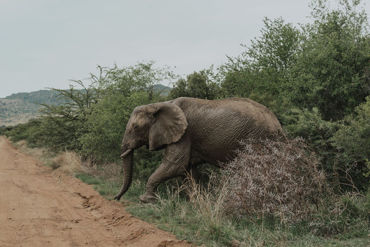View of elephant walking on land